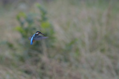 昨日のカワ子は？