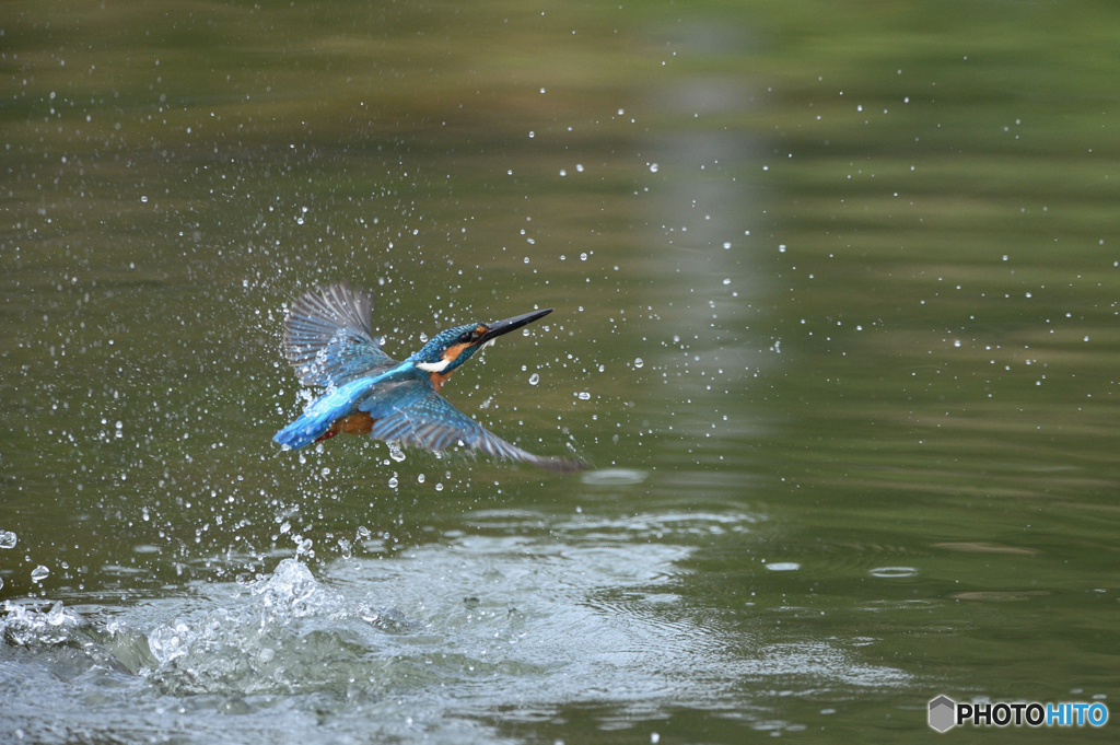 公園のカワセミ