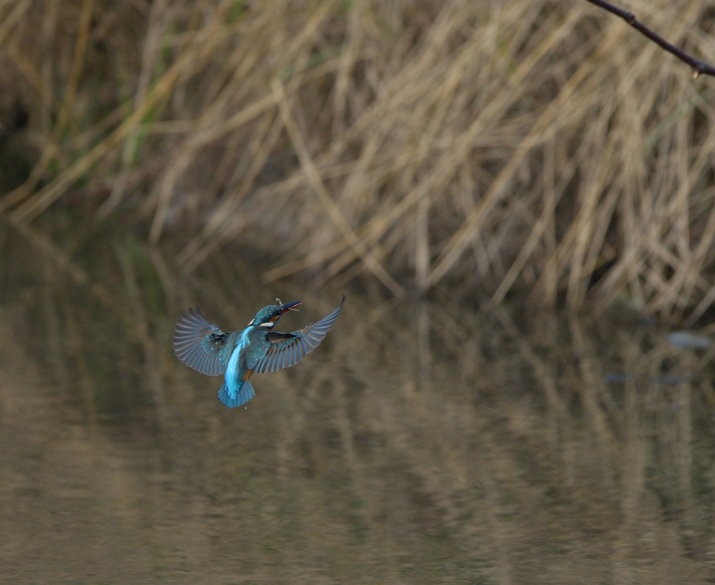 また、ボウズ　２