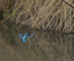また、ボウズ　２