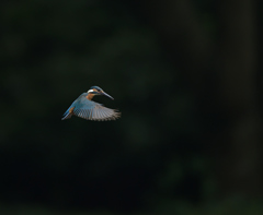 月間ボウズ回避　１