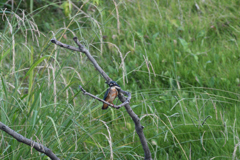 若からの争い？④