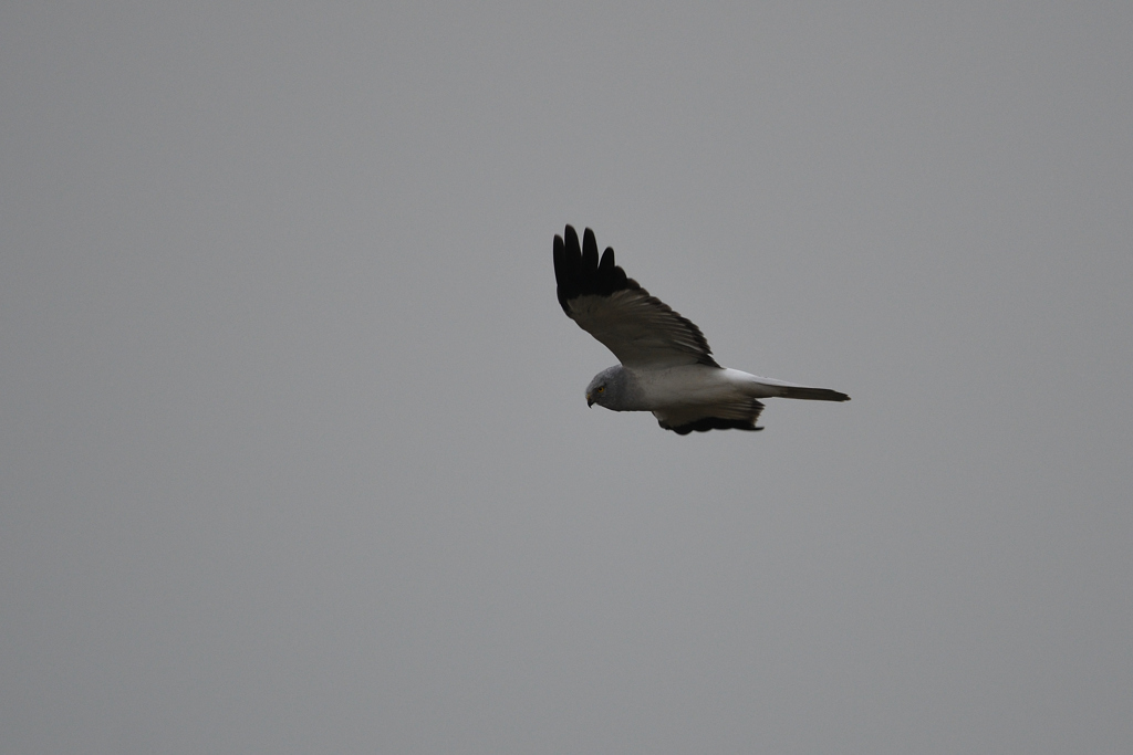 ハイイロチュウヒ♂