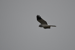 ハイイロチュウヒ♂