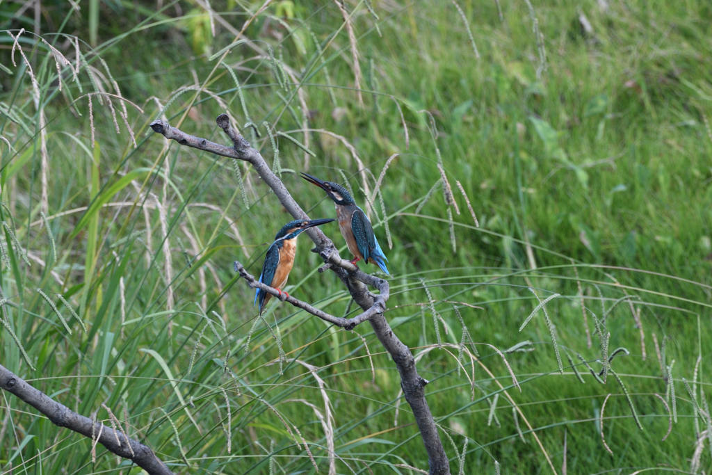 若からの争い？③