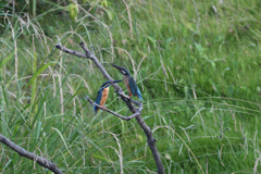 若からの争い？③