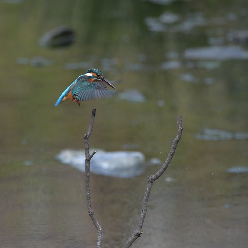 新止まり木（水面より）？？？