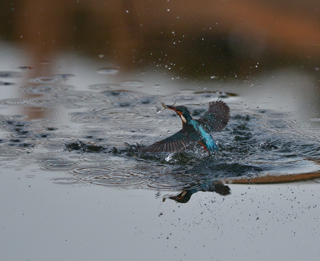 チョンボ、二発　２