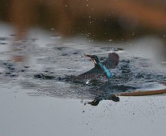 チョンボ、二発　２