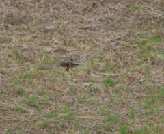 遠～～い、one chance。