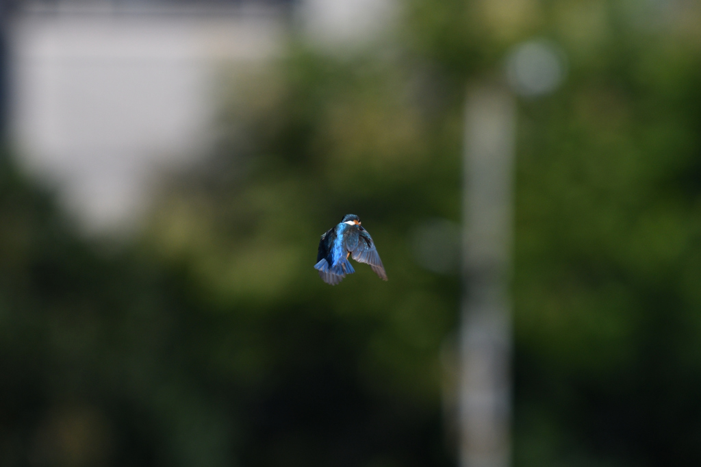 公園のカワセミ