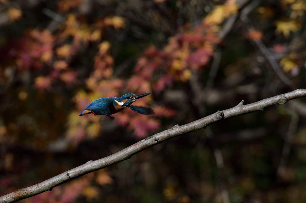 紅葉も終わりかな　２