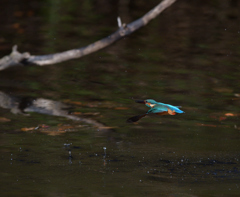 離水はバック　１