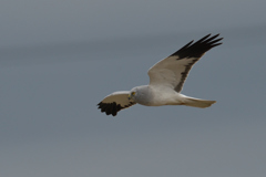 アソコの子かな？　２