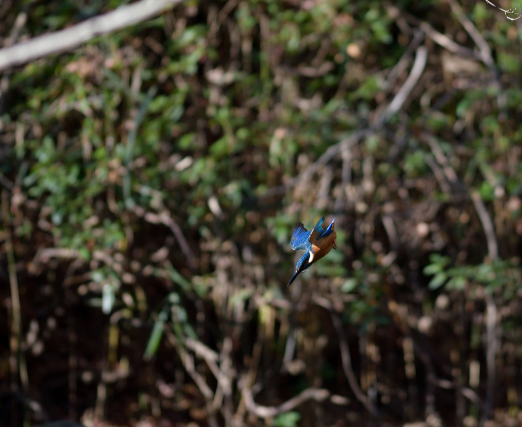 獲物に向かって　３