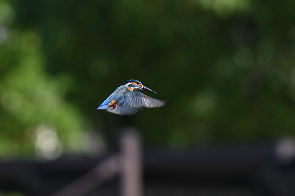 公園のカワセミ