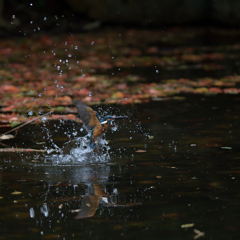 会えたけど・・・。１