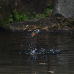 これしか・・・