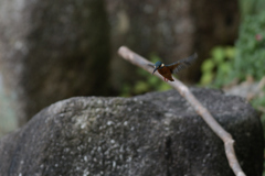 ホバったよ　１