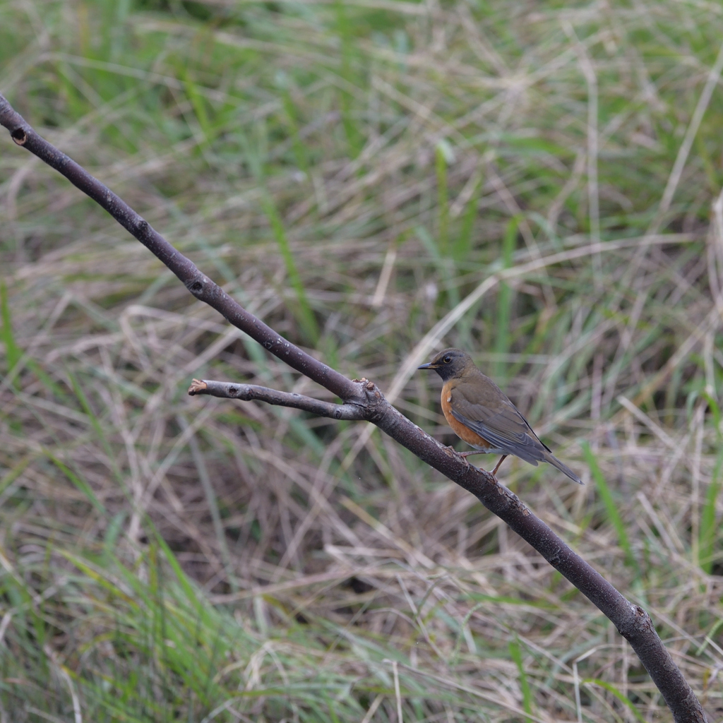 来客（オオアカハラ？）