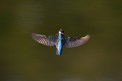 ④（ノートリ））