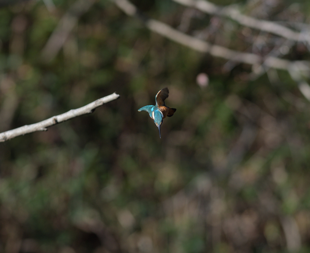 獲物に向かって　２