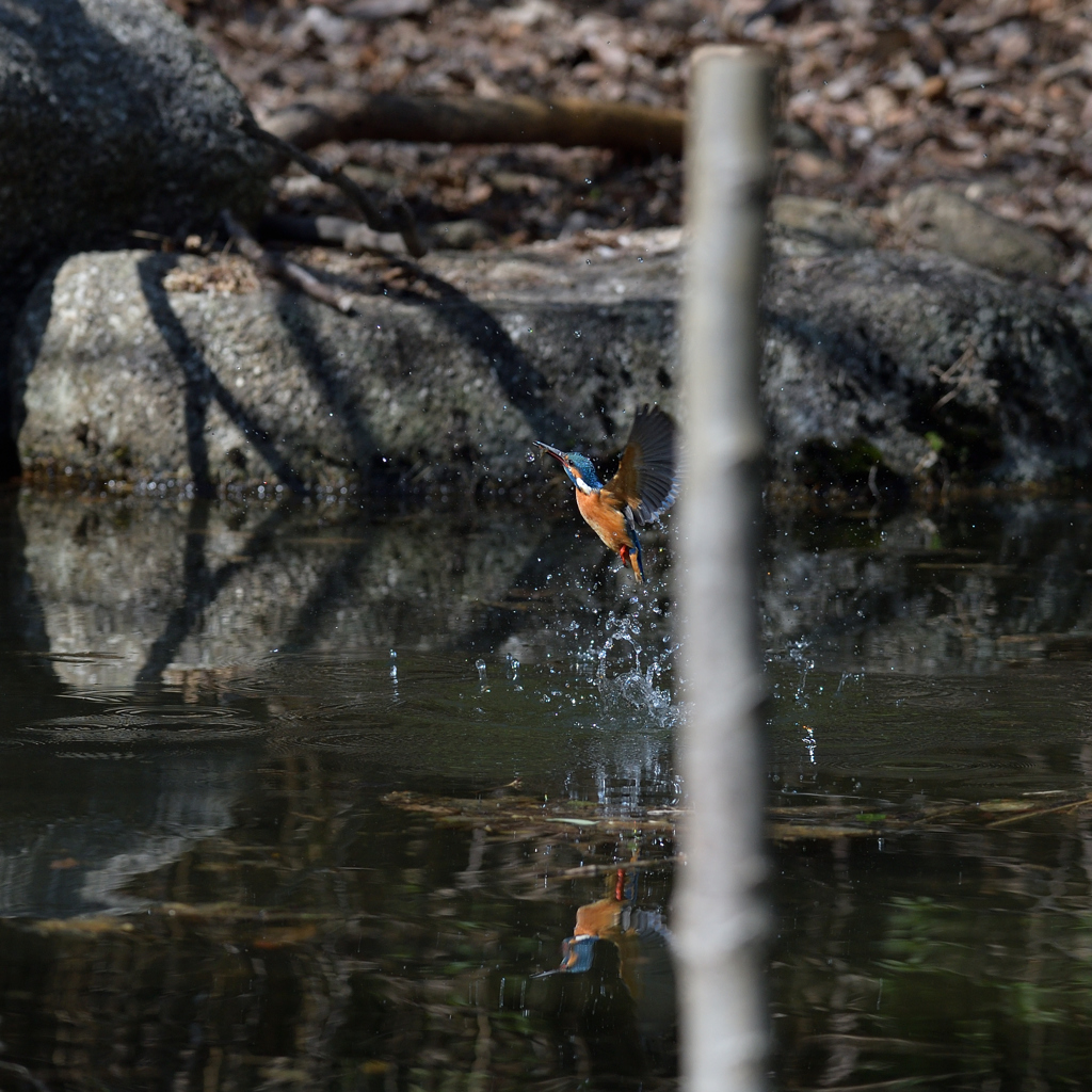 クイノアル　２