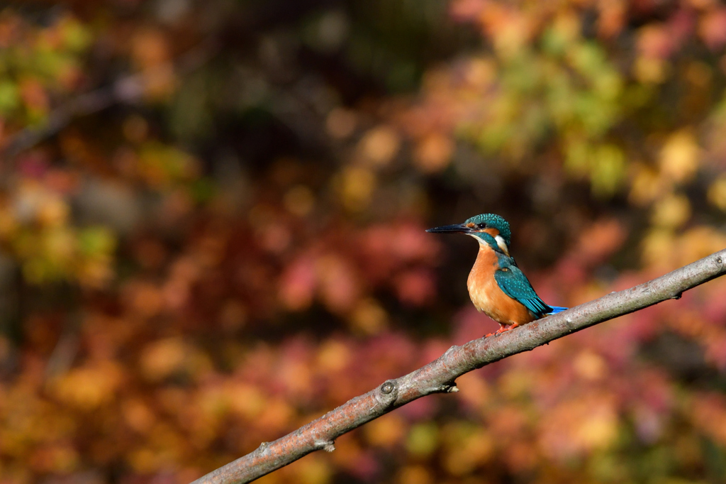 紅葉も終わりかな　１