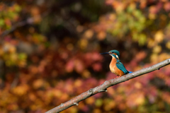 紅葉も終わりかな　１