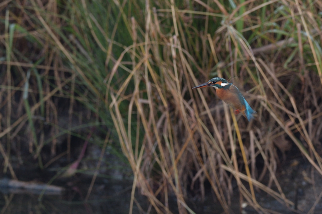 陽を浴びて、お願い。①