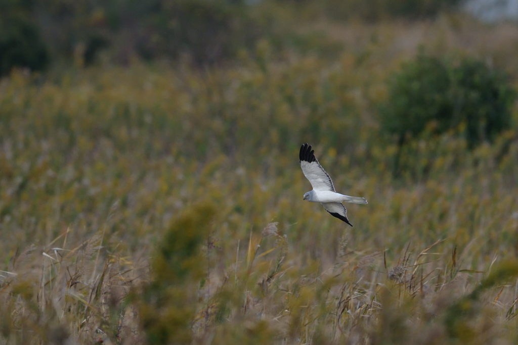 ハイイロチュウヒ