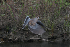 遅刻だ！　ポッポ
