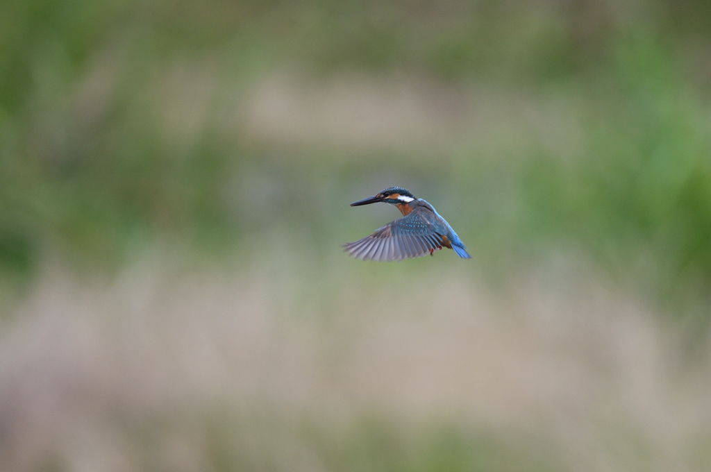 入場は、2回のみ。