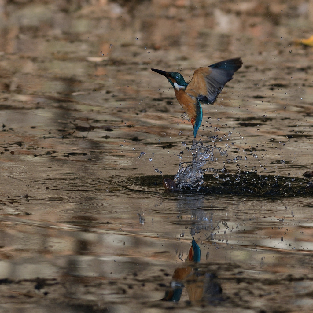 ソコ、まだ暗いよ