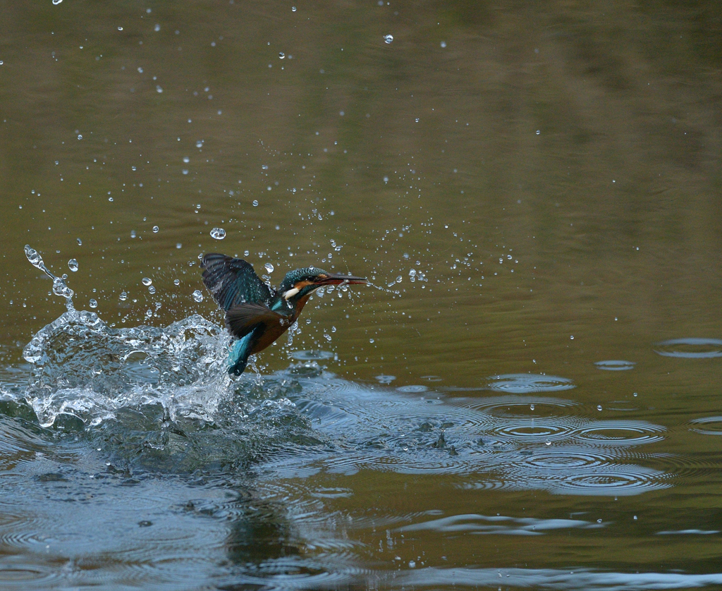 また、ボウズ　１