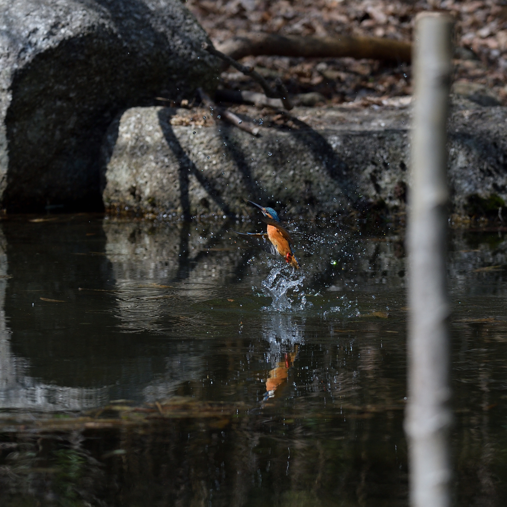 クイノアル　１