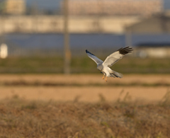 ハイチュウホバ