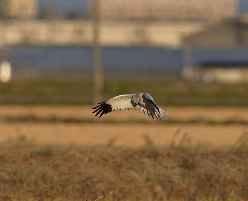 ハイチュウホバ