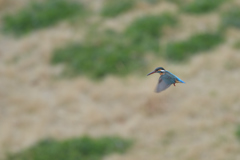 今週は、ホバボウズ？　（在庫）