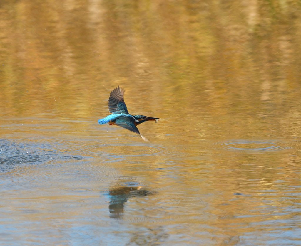 チョンボ、二発　４