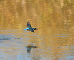 チョンボ、二発　４