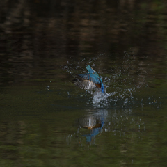 こっちに振って　１