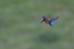 プチ祭り　⑥－５