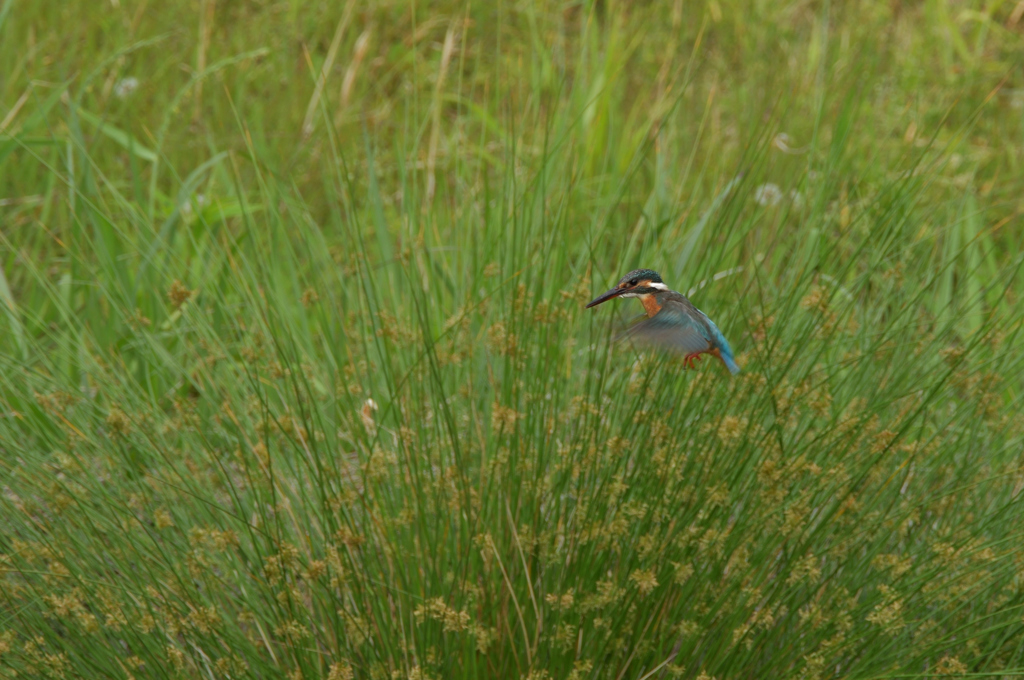 撮れたのは13回　１