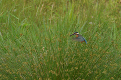 撮れたのは13回　１