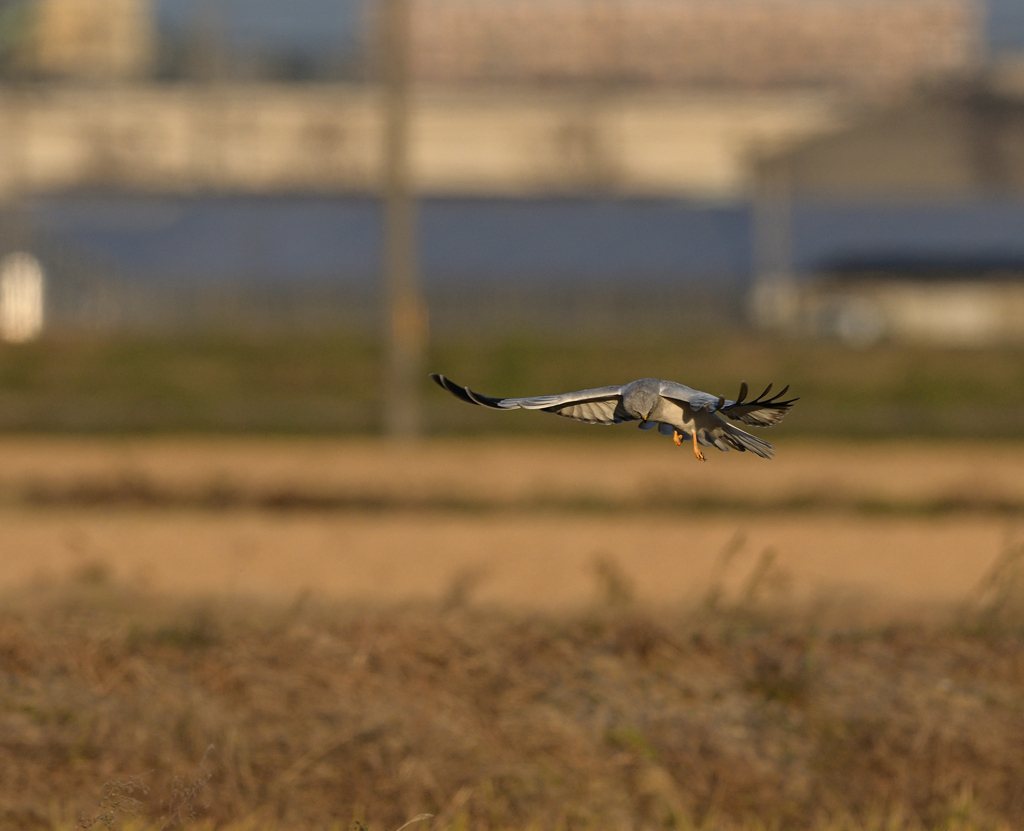 ハイチュウホバ