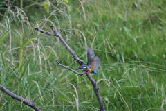 若からの争い？①