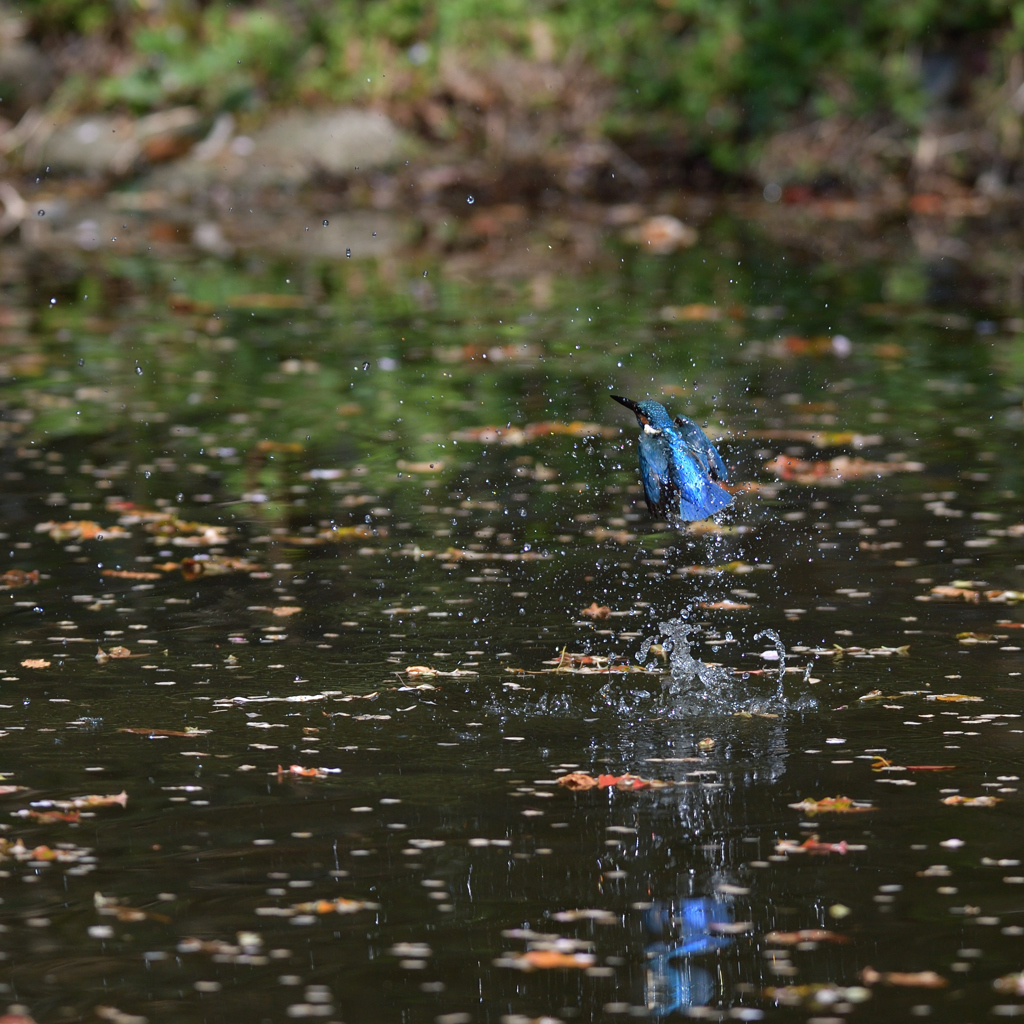 昨日だったら。