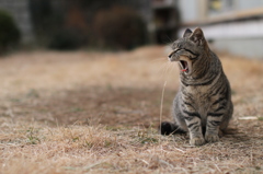 トト