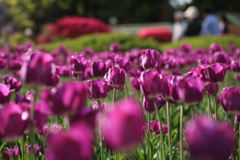 花園